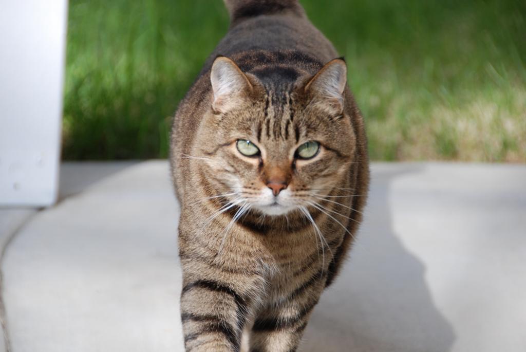 walking cat